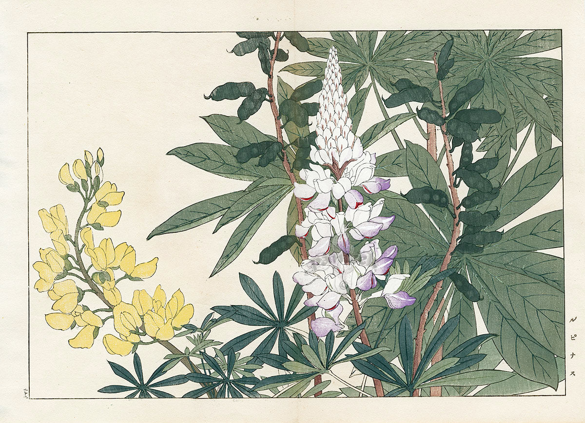 Konan Tanigami Western Flowers Lupine
