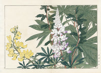 Konan Tanigami Western Flowers Lupine - Panteek Antique Prints