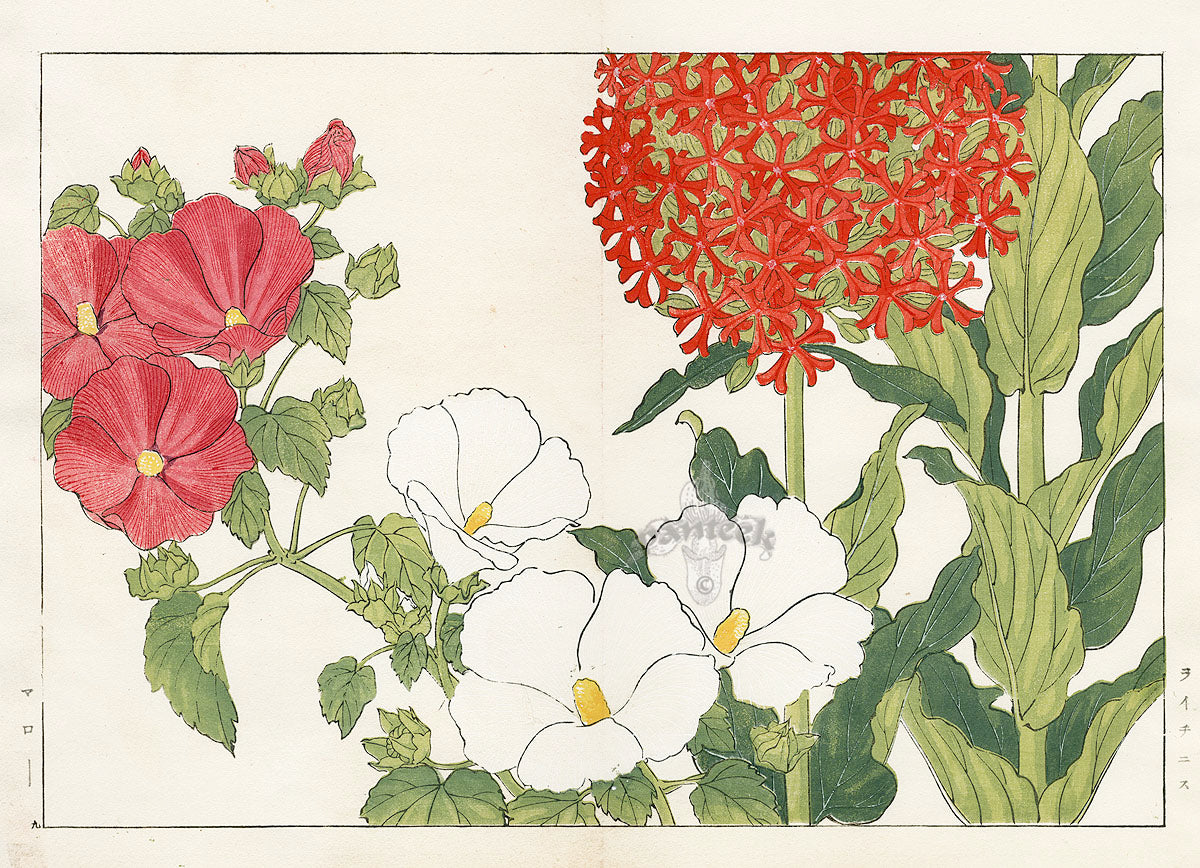 Konan Tanigami Western Flowers Lychnis, Mallow