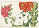 Konan Tanigami Western Flowers Lychnis, Mallow - Panteek Antique Prints