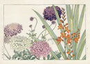 Konan Tanigami Western Flowers Martebrera, Scabiosa - Panteek Antique Prints