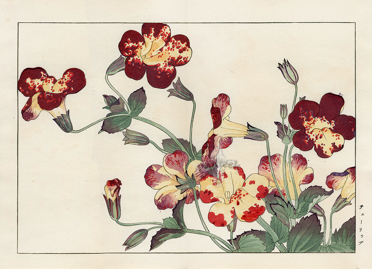 Konan Tanigami Western Flowers Mimulus