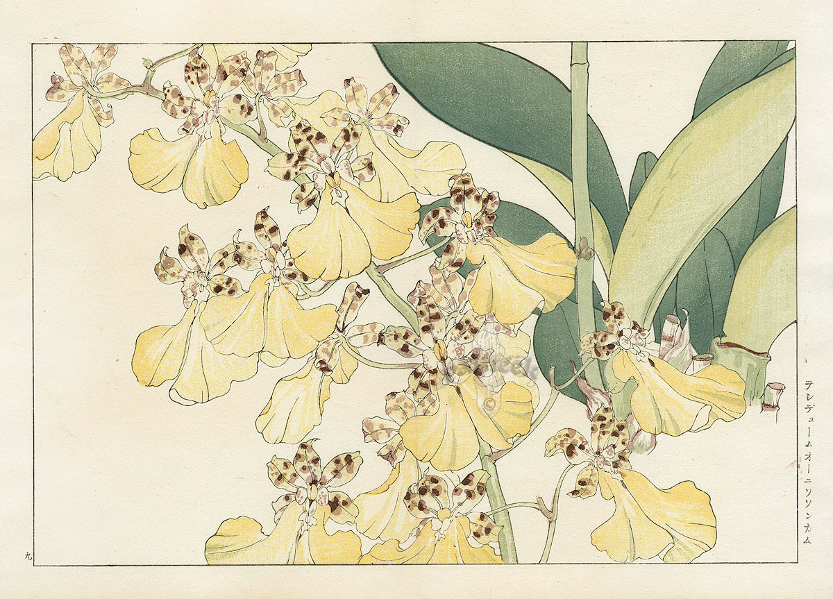 Konan Tanigami Western Flowers Oncidium Orchid