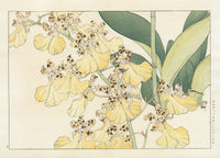 Konan Tanigami Western Flowers Oncidium Orchid - Panteek Antique Prints