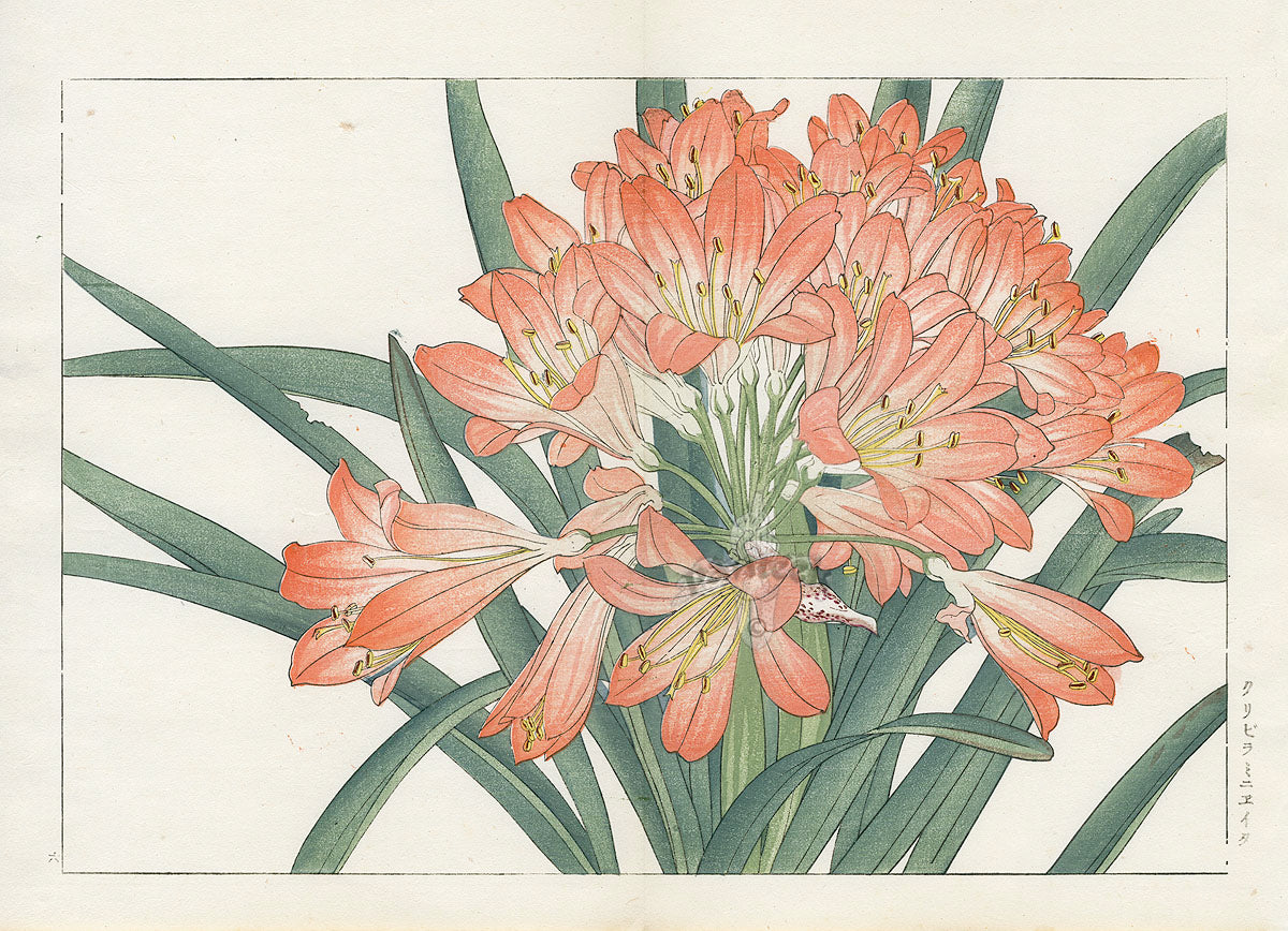 Konan Tanigami Western Flowers Orange Clivia