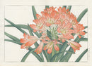Konan Tanigami Western Flowers Orange Clivia - Panteek Antique Prints