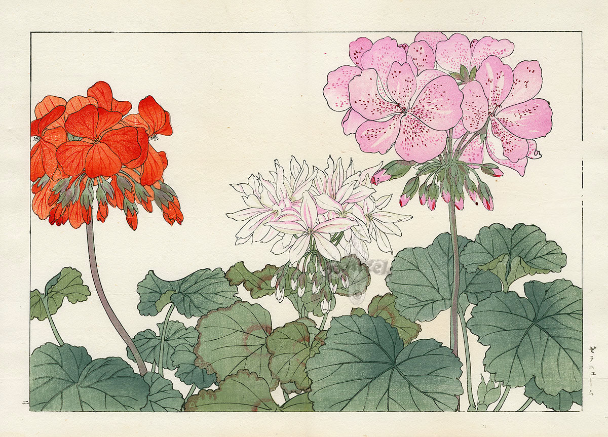 Konan Tanigami Western Flowers Orange, Pink Geranium