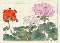Konan Tanigami Western Flowers Orange, Pink Geranium - Panteek Antique Prints