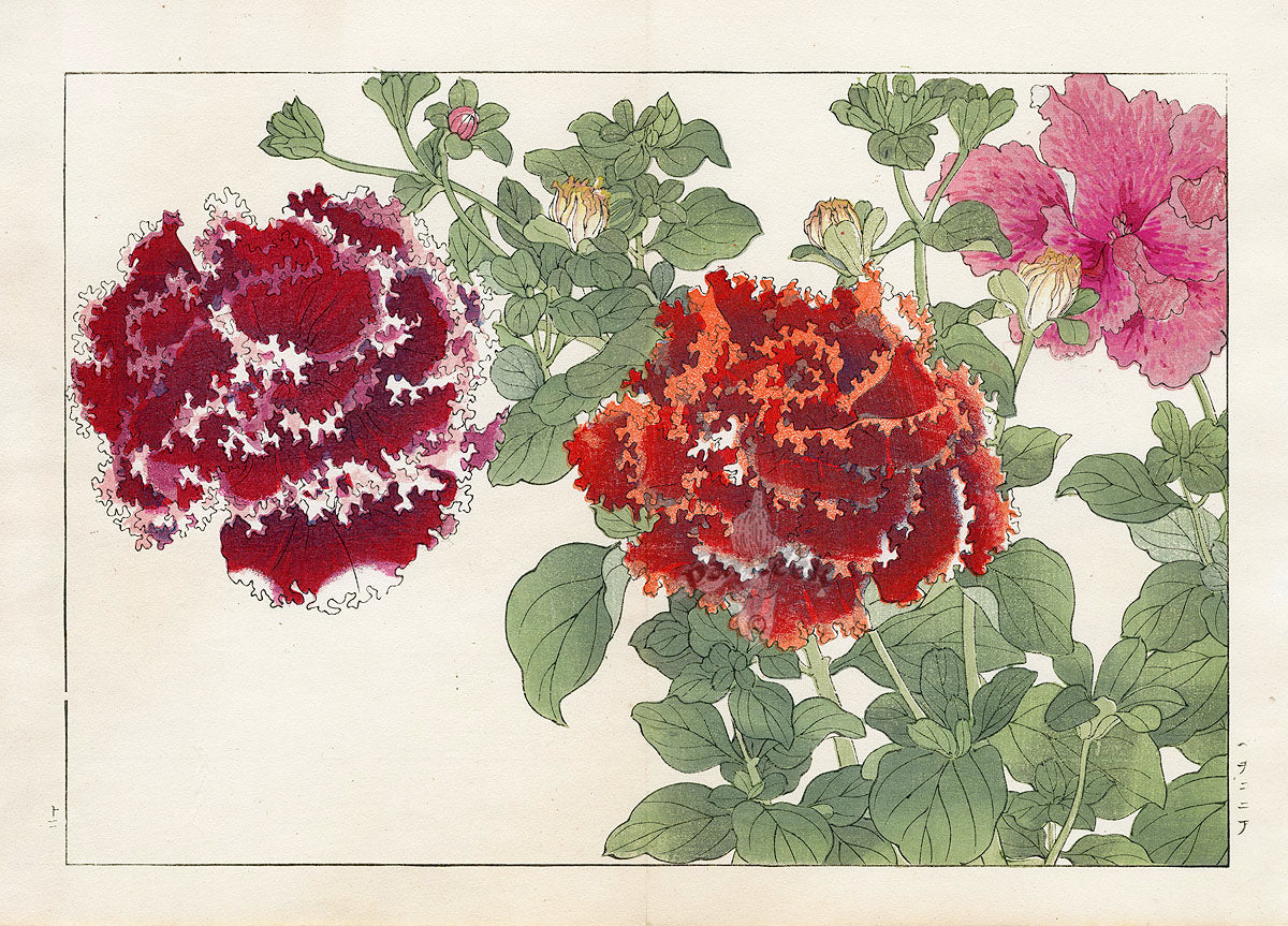 Konan Tanigami Western Flowers Orange, Red Petunia