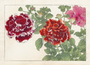 Konan Tanigami Western Flowers Orange, Red Petunia - Panteek Antique Prints