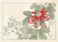 Konan Tanigami Western Flowers Passion Flower - Panteek Antique Prints