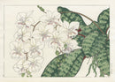 Konan Tanigami Western Flowers Phalaenopsis Orchid - Panteek Antique Prints