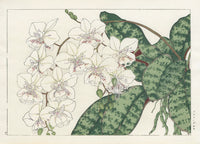 Konan Tanigami Western Flowers Phalaenopsis Orchid - Panteek Antique Prints