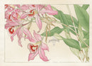 Konan Tanigami Western Flowers Pink Laelia Orchid - Panteek Antique Prints