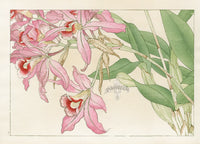 Konan Tanigami Western Flowers Pink Laelia Orchid - Panteek Antique Prints