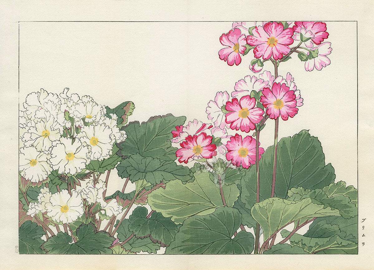 Konan Tanigami Western Flowers Pink Primula