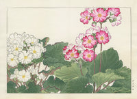 Konan Tanigami Western Flowers Pink Primula - Panteek Antique Prints