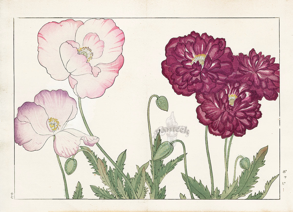 Konan Tanigami Western Flowers Pink, Red Poppy
