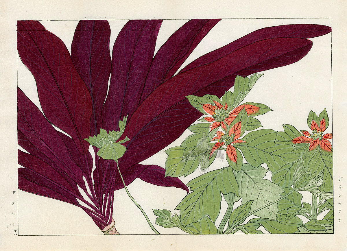 Konan Tanigami Western Flowers Poinsettia, Dracaena