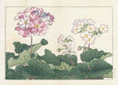 Konan Tanigami Western Flowers Primula - Panteek Antique Prints