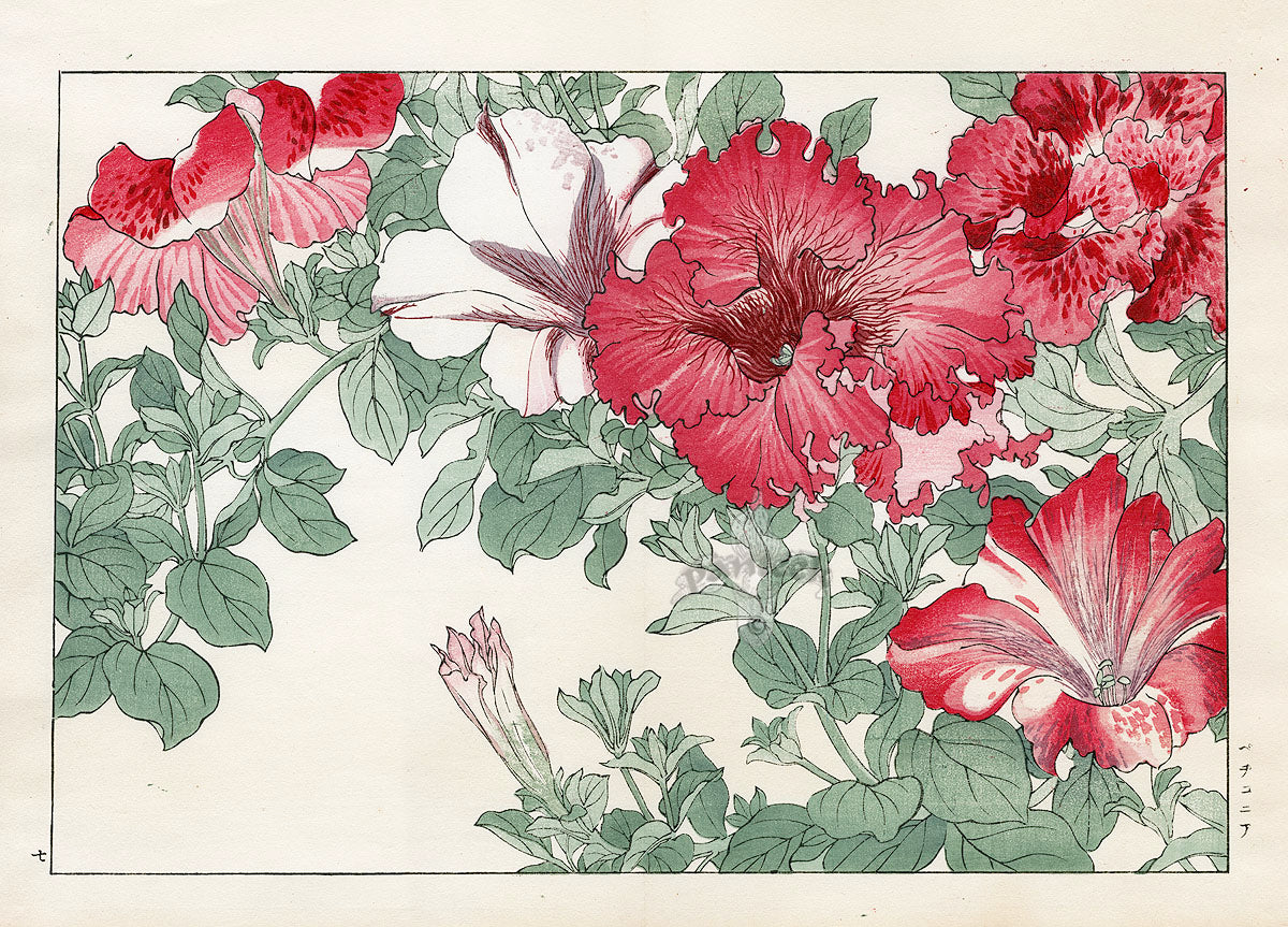Konan Tanigami Western Flowers Red Petunia