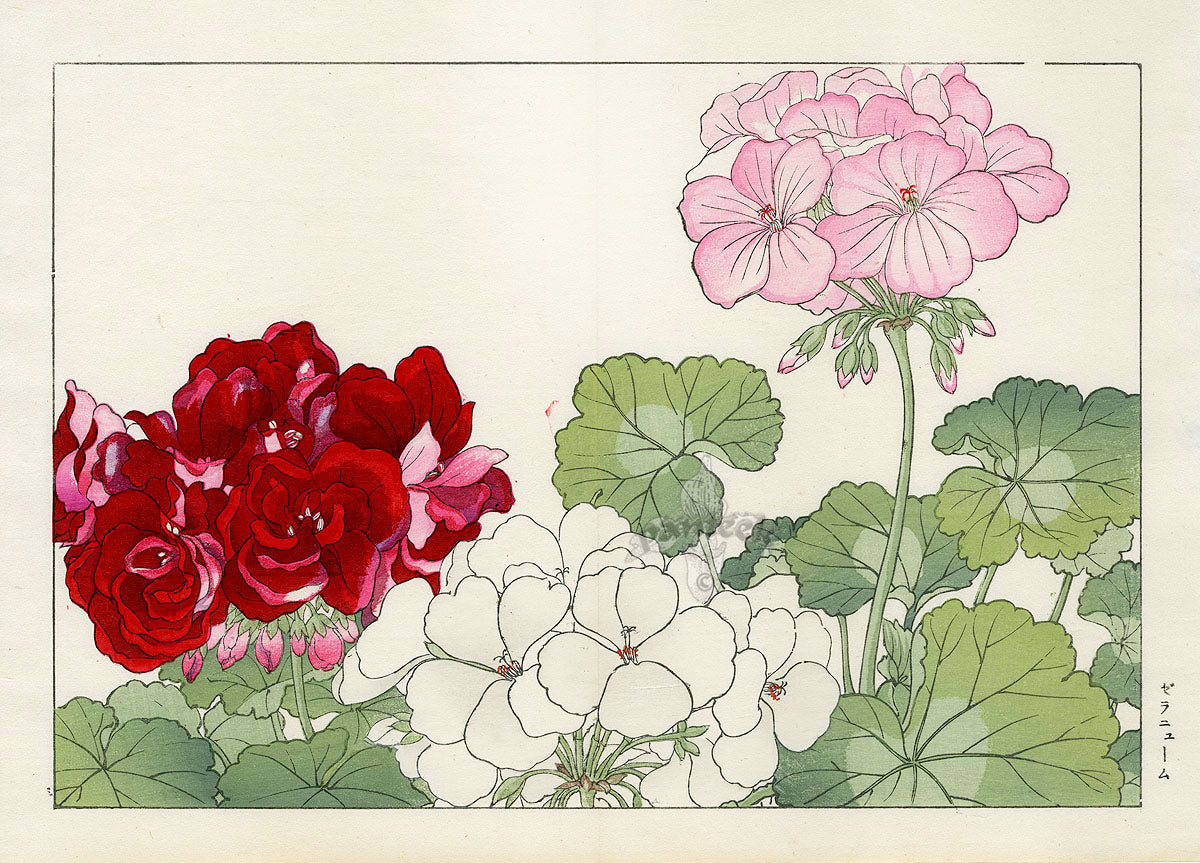 Konan Tanigami Western Flowers Red, White, Pink Geranium