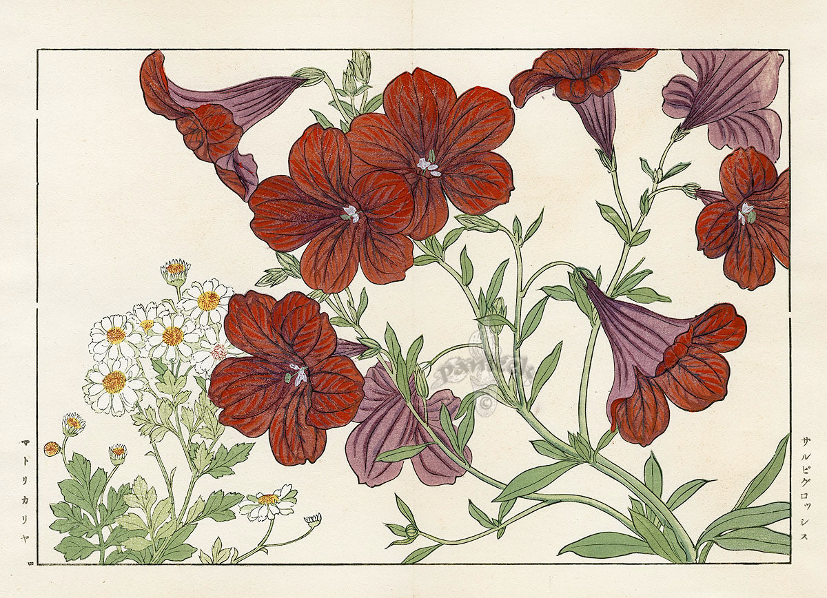 Konan Tanigami Western Flowers Salpiglossis, Matricaria