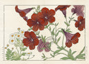 Konan Tanigami Western Flowers Salpiglossis, Matricaria - Panteek Antique Prints