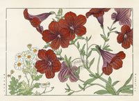 Konan Tanigami Western Flowers Salpiglossis, Matricaria - Panteek Antique Prints