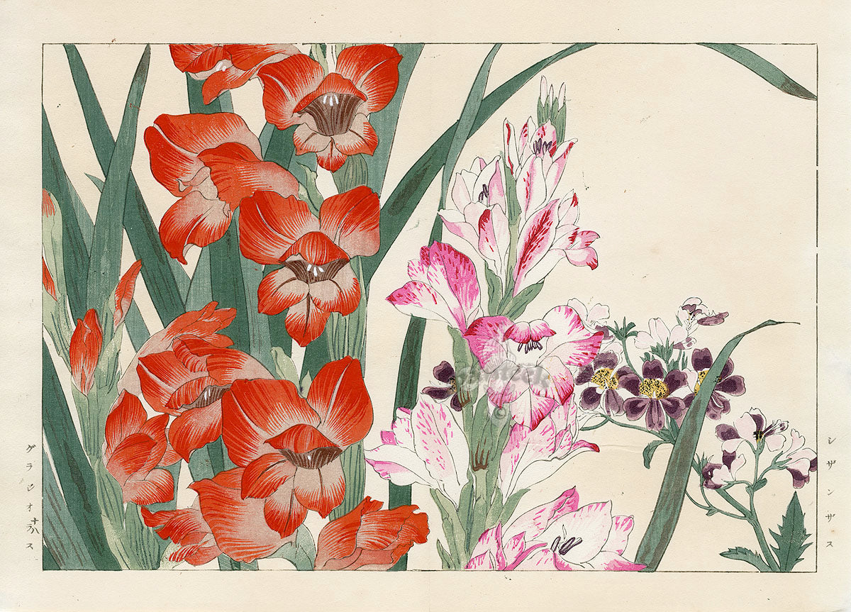 Konan Tanigami Western Flowers Schizanthus, Gladiolus