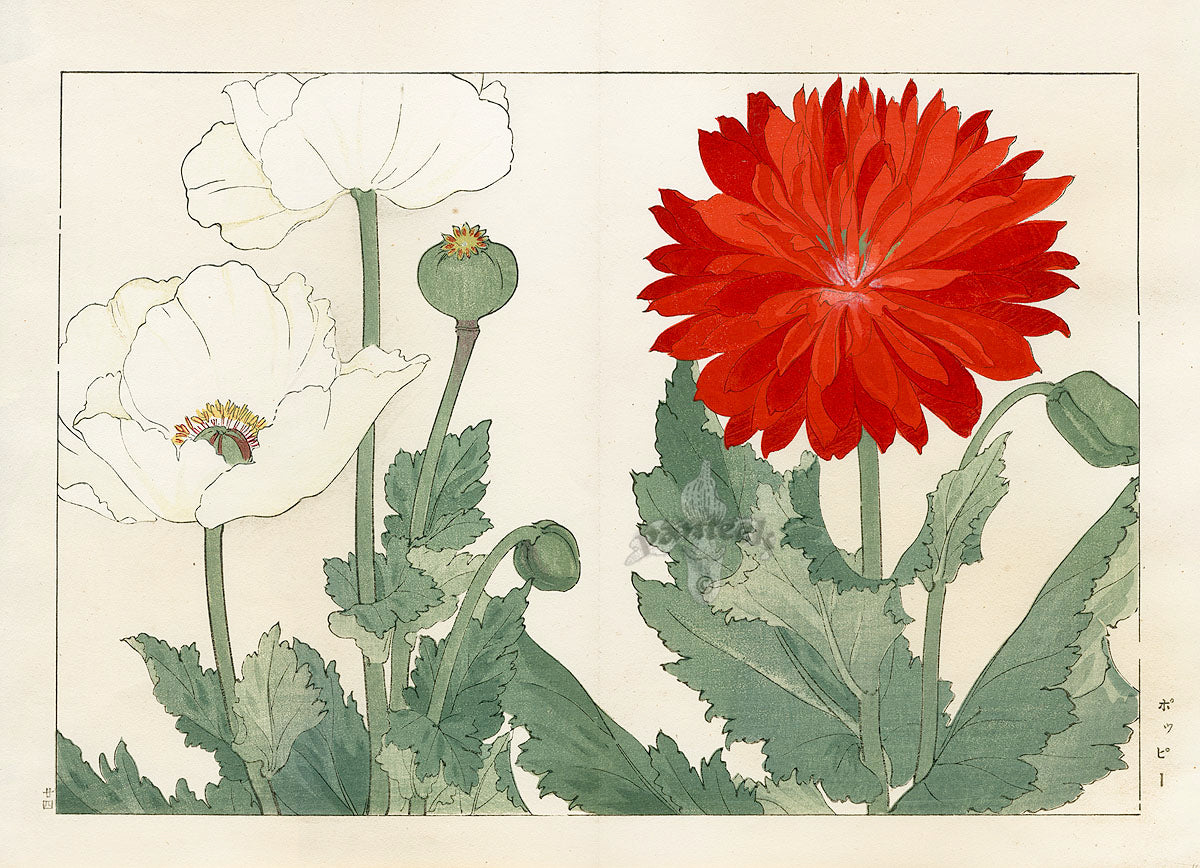 Konan Tanigami Western Flowers Single White Double Red Poppy