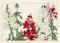 Konan Tanigami Western Flowers Snapdragon - Panteek Antique Prints