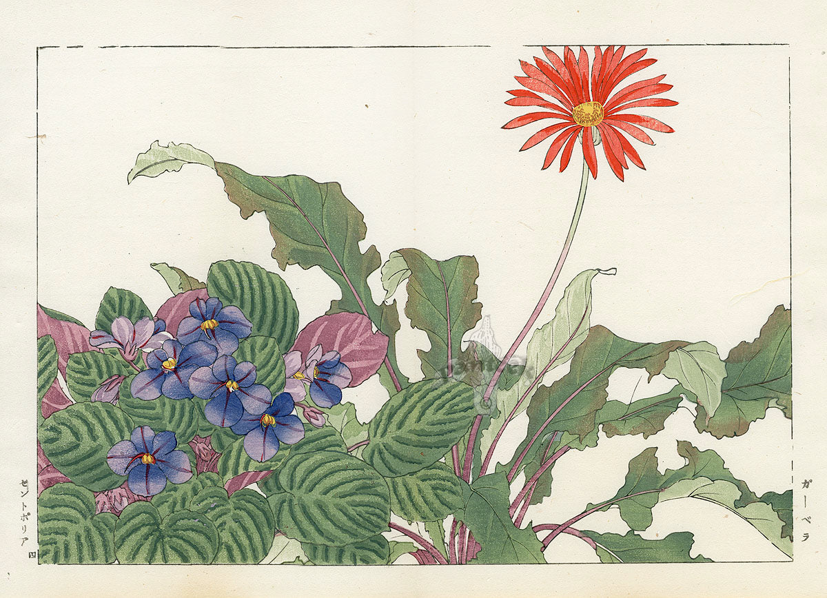 Konan Tanigami Western Flowers St. Paulia, Gerbera