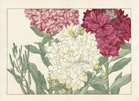 Konan Tanigami Western Flowers Stock - Panteek Antique Prints