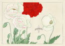 Konan Tanigami Western Flowers Striped Poppy - Panteek Antique Prints