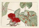 Konan Tanigami Western Flowers Sweet William, Caladium - Panteek Antique Prints