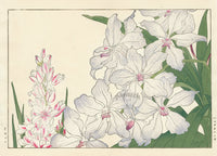 Konan Tanigami Western Flowers Vanda Orchid - Panteek Antique Prints