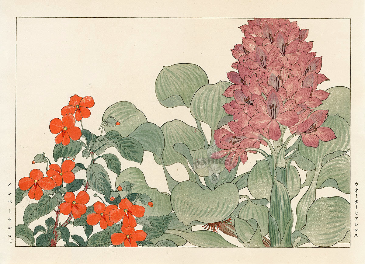 Konan Tanigami Western Flowers Water Hyacinth, Impatiens