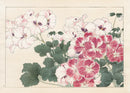 Konan Tanigami Western Flowers White, Pink Geranium - Panteek Antique Prints