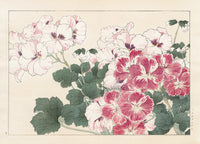 Konan Tanigami Western Flowers White, Pink Geranium - Panteek Antique Prints
