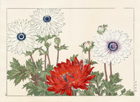 Konan Tanigami Western Flowers White, Red Anenomes - Panteek Antique Prints