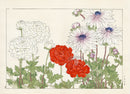 Konan Tanigami Western Flowers White, Red, Blue Anenomes - Panteek Antique Prints