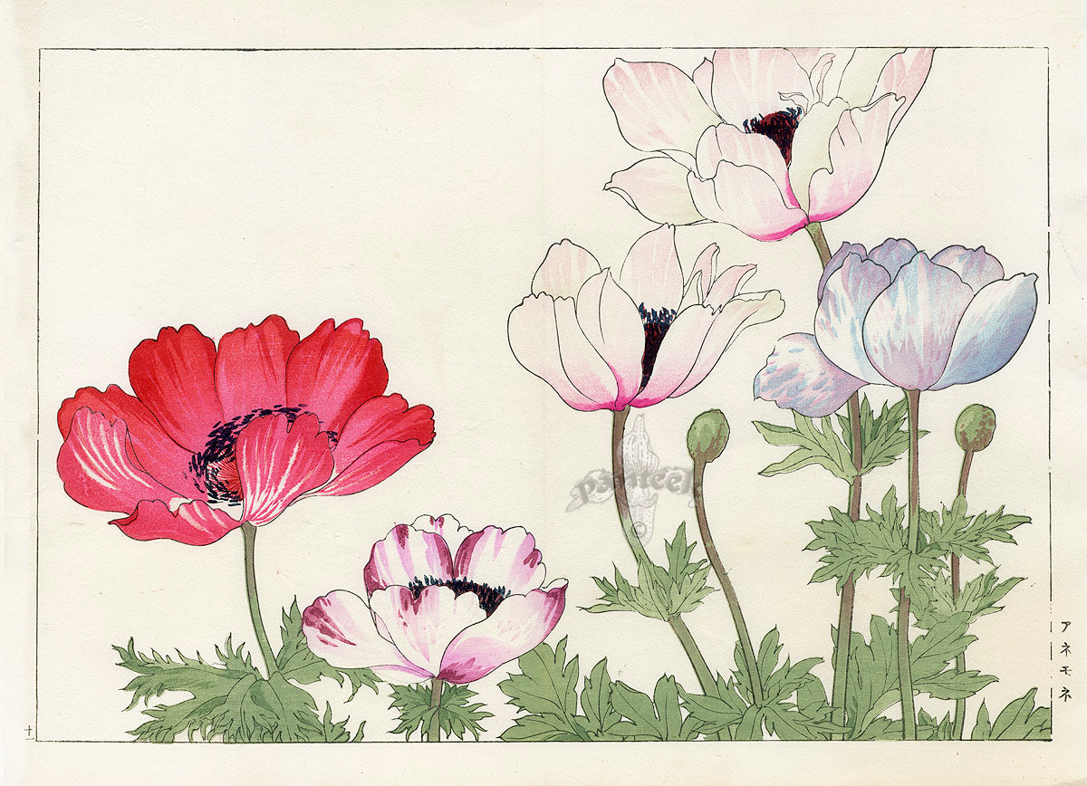 Konan Tanigami Western Flowers White, Red, Blue Poppy
