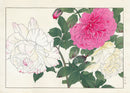 Konan Tanigami Western Flowers White, Red, Pink Rose - Panteek Antique Prints