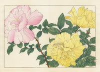 Konan Tanigami Western Flowers Yellow, Pink Roses - Panteek Antique Prints