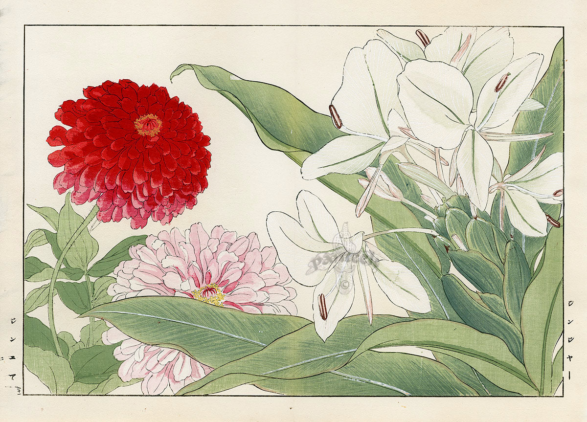Konan Tanigami Western Flowers Zinnia, Ginger Lily