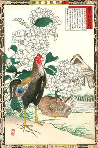 Kono Bairei Kacho Gafu 1st Edition Bird Shamo Rooster, Hydrangea - Panteek Antique Prints