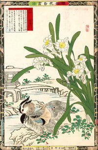 Kono Bairei Kacho Gafu 1st Edition, Daffodils and Mandarin Ducks - Panteek Antique Prints