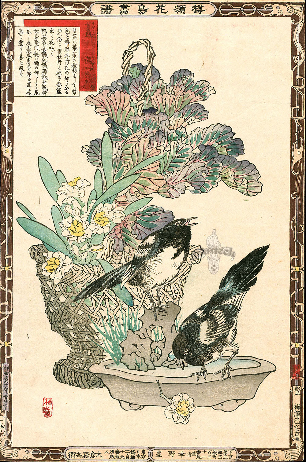 Kono Bairei Kacho Gafu 1st Edition, Flowering Kale and Eurasian Magpie