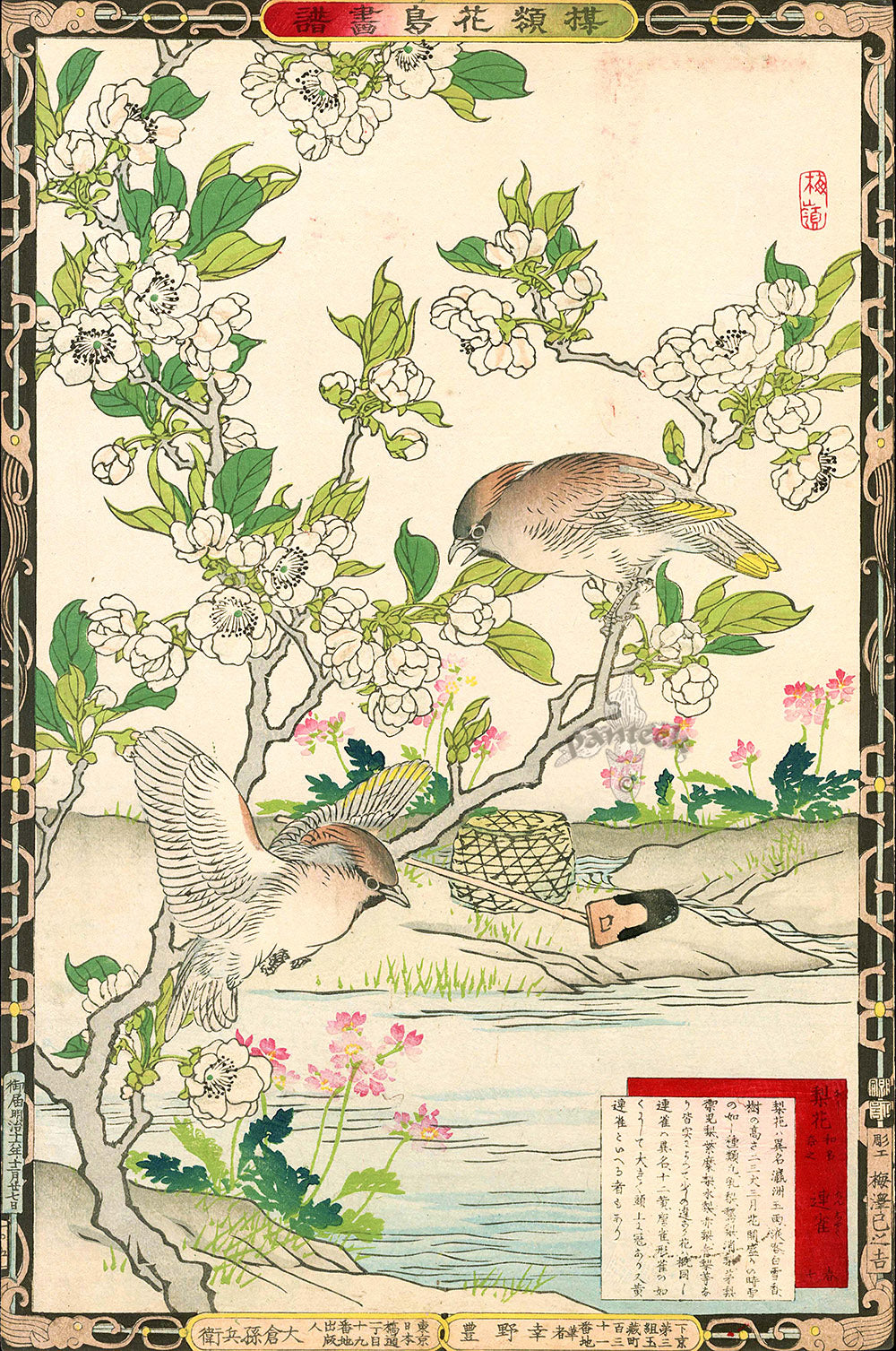 Kono Bairei Kacho Gafu 1st Edition, Pear Blossoms and Waxwing
